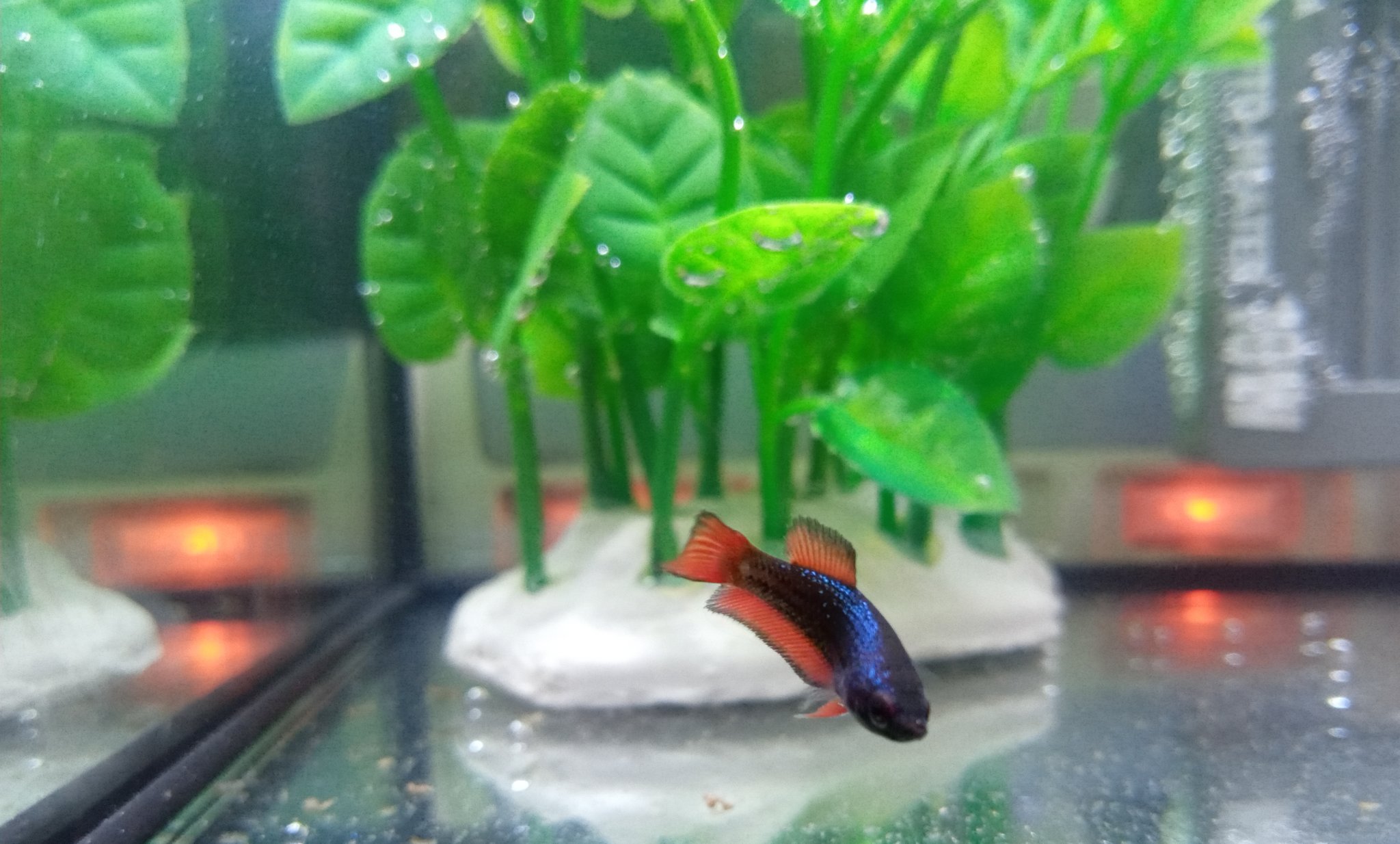 ピロシキ 赤ちゃんから育てたベタちゃんに色がついてきました 嬉しい かわいい ꁞ 魚民さんと繋がりたい 熱帯魚 T Co Bvkt0skhgi Twitter