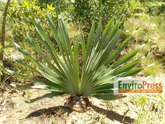 EnviroPress tweet media