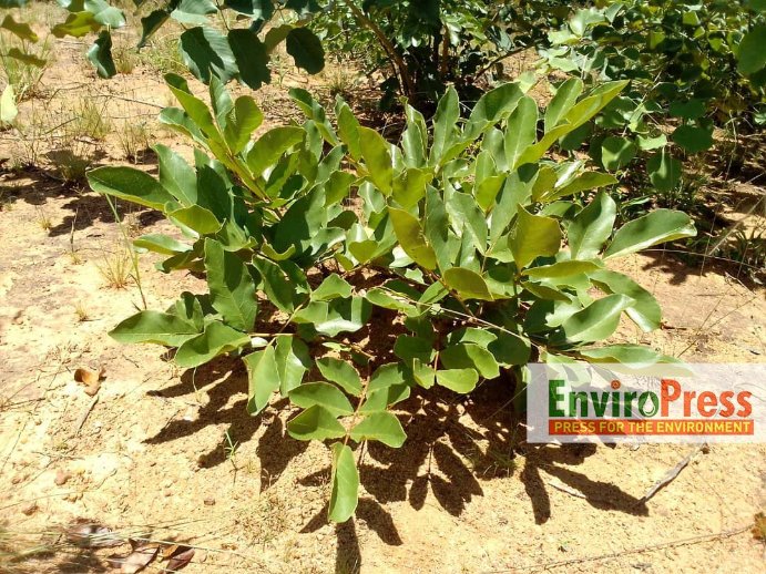 EnviroPress tweet media