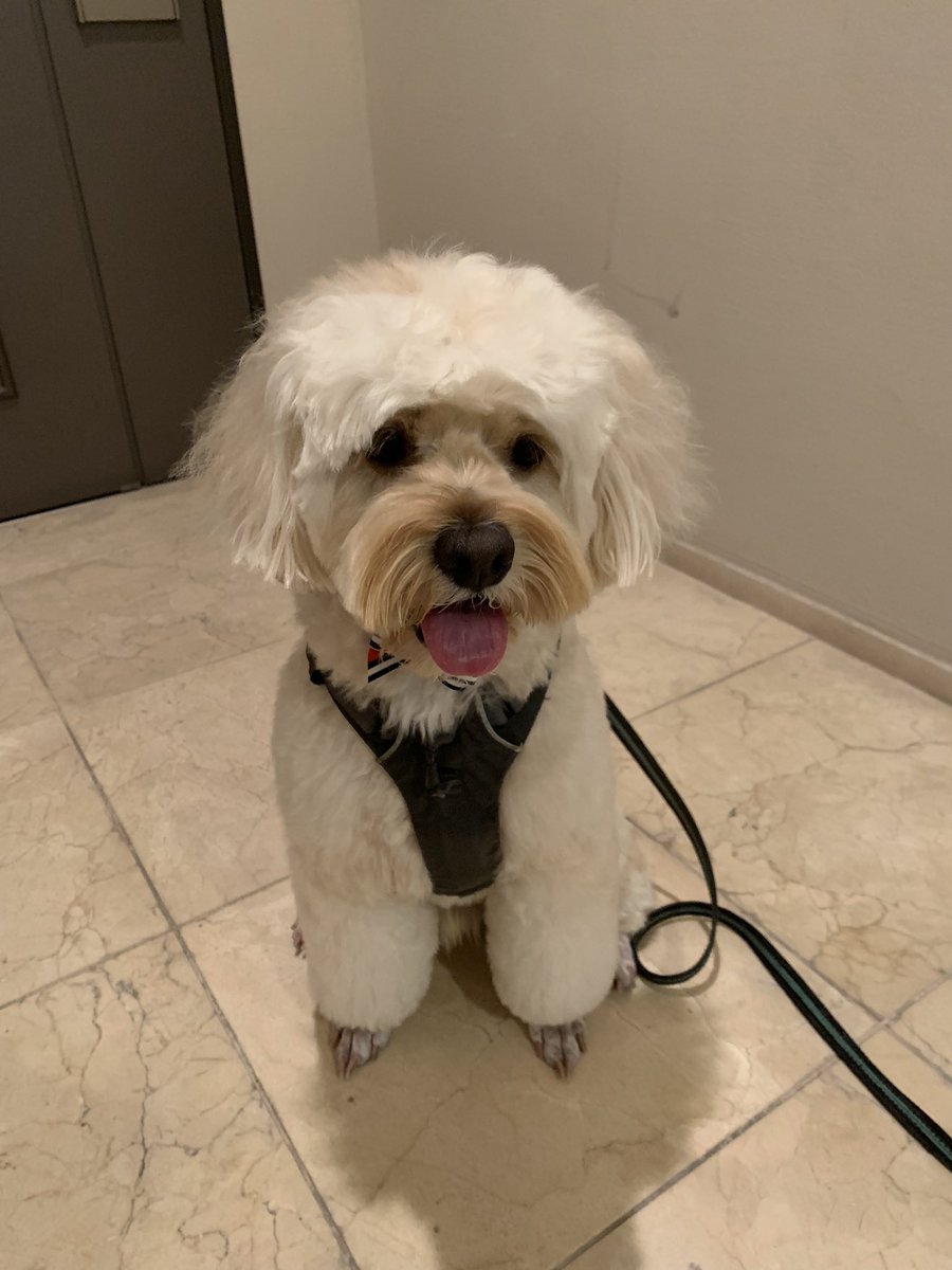 夕ご飯のあとヤクザと家族みてしまったのでお散歩中スキップして帰ってきました。