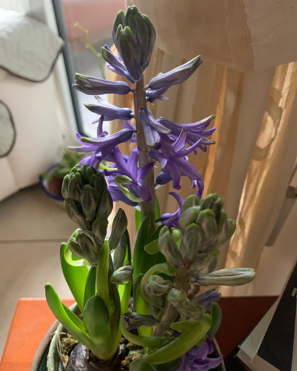 missaglia_sara's tweet photo. Tre cose ci sono rimaste del Paradiso: le stelle, i fiori e i bambini.
(Dante).

#giacinti #cheprofumo #tihovistosbocciare #WoW https://t.co/BCajr1DWlR