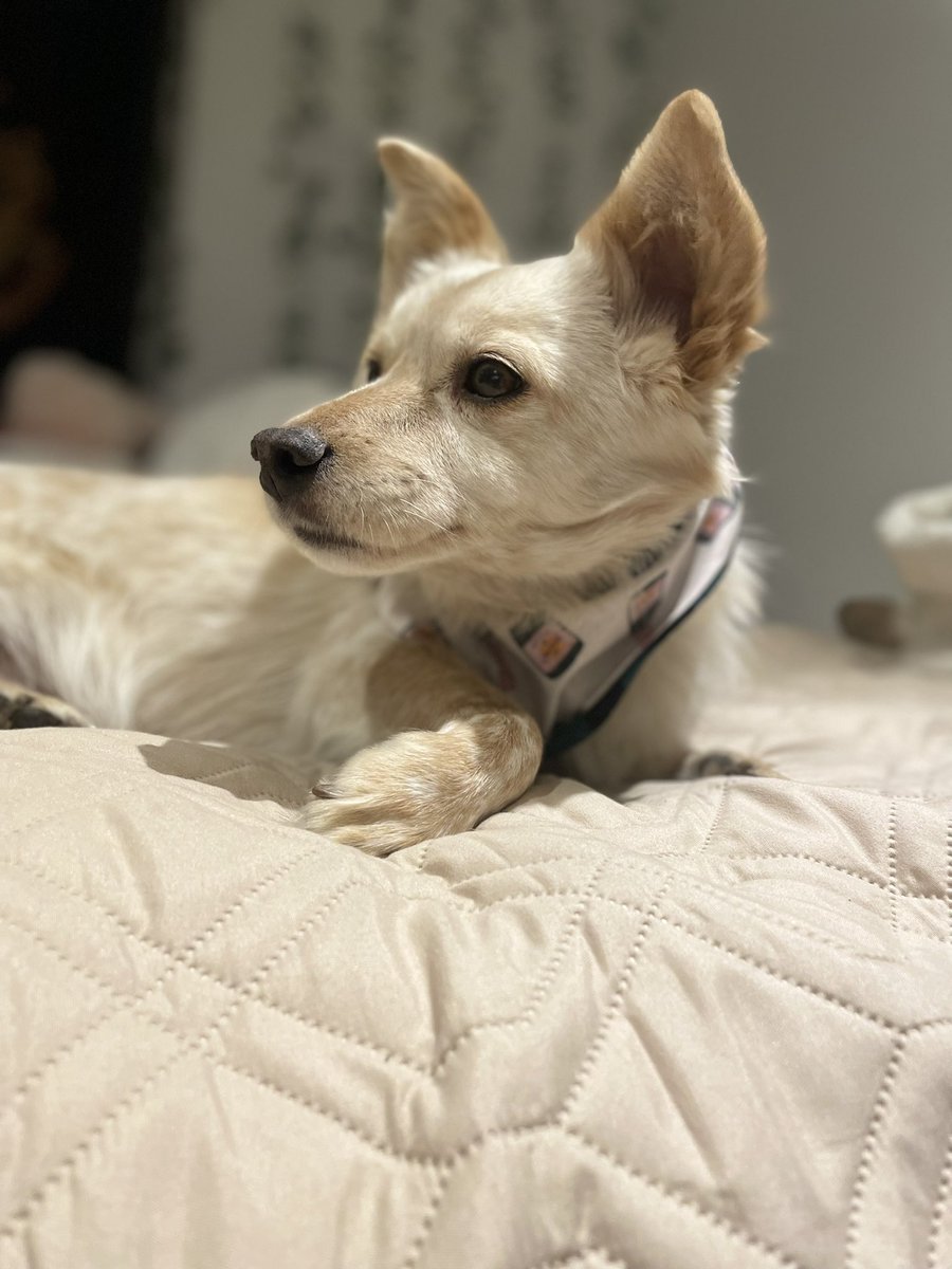 ジョイス | ♌️ tweet media