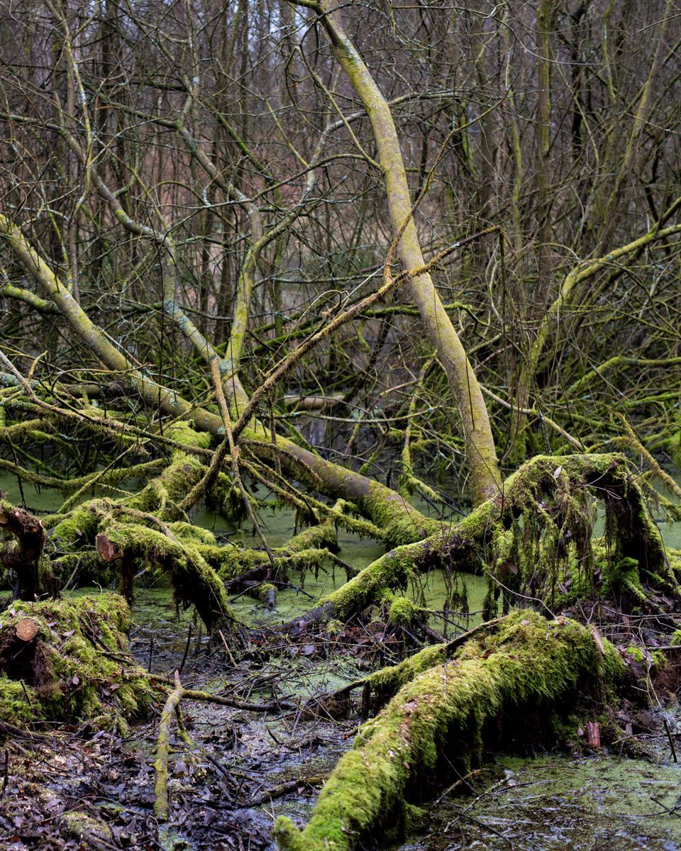 DeanFrostUK's tweet photo. Winter woodland ecosystem in full swing. #woods #woodlands #fungai #moss #winterwalks #Winterwatch #NaturePhotography #greatoutdoors https://t.co/Eg9hfN1Ugt