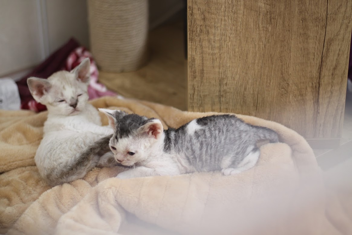 #devonrex #デボンレックス #猫 #子猫 #犬みたいな猫 #猫アレルギー #ブリーダー #キャッテリー #cattery #発達障害 #こどもと猫
