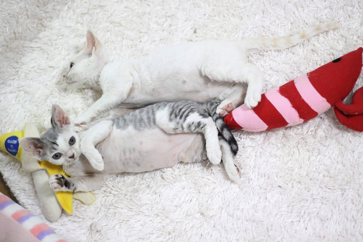 #devonrex #デボンレックス #猫 #子猫 #犬みたいな猫 #猫アレルギー #ブリーダー #キャッテリー #cattery #発達障害 #こどもと猫