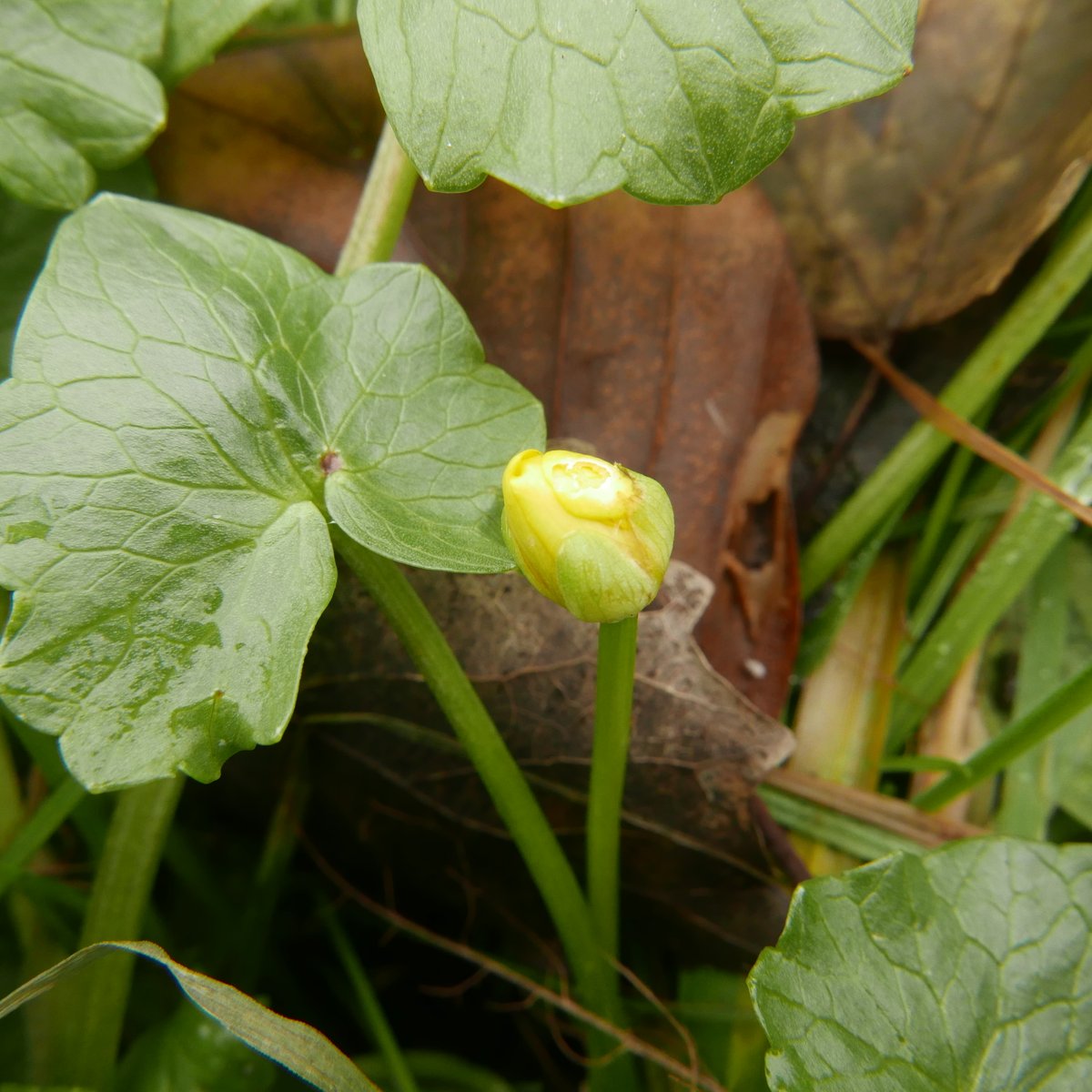 clarescens's tweet photo. Ik ben gaan houden van de winter. Dan kom je ook #winterbloeiers tegen. De verleiding is er dan om aan het voorjaar te denken. Zelfs de botanisch wetenschapper Eddy Weeda erkent in Speenkruid: "...de eerste verkondiger van de lang verbeide lente".
Langs Amstel. @FloraNederland https://t.co/2jwWEeO6ln