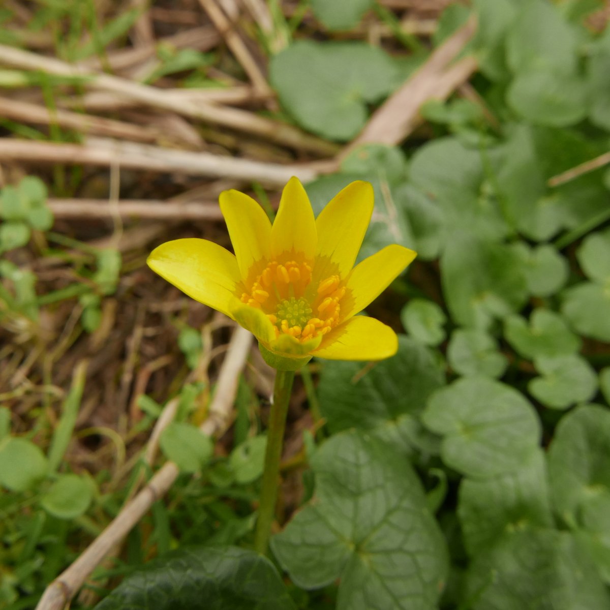 clarescens's tweet photo. Ik ben gaan houden van de winter. Dan kom je ook #winterbloeiers tegen. De verleiding is er dan om aan het voorjaar te denken. Zelfs de botanisch wetenschapper Eddy Weeda erkent in Speenkruid: "...de eerste verkondiger van de lang verbeide lente".
Langs Amstel. @FloraNederland https://t.co/2jwWEeO6ln