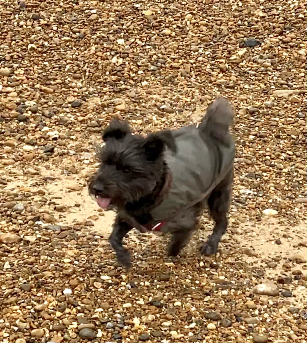 Seashellsfelix's tweet image. Missing da Hoodad on our walkies this morning. 
Very peaceful down at the #viewingpoint and #landguardcommon though (even when we’d arrived 🤣🐕‍🦺) 
#SchnauzerGang #missbarkalot