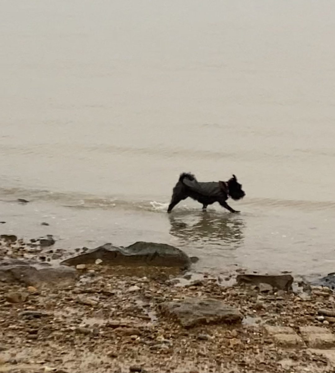 Seashellsfelix's tweet image. Missing da Hoodad on our walkies this morning. 
Very peaceful down at the #viewingpoint and #landguardcommon though (even when we’d arrived 🤣🐕‍🦺) 
#SchnauzerGang #missbarkalot