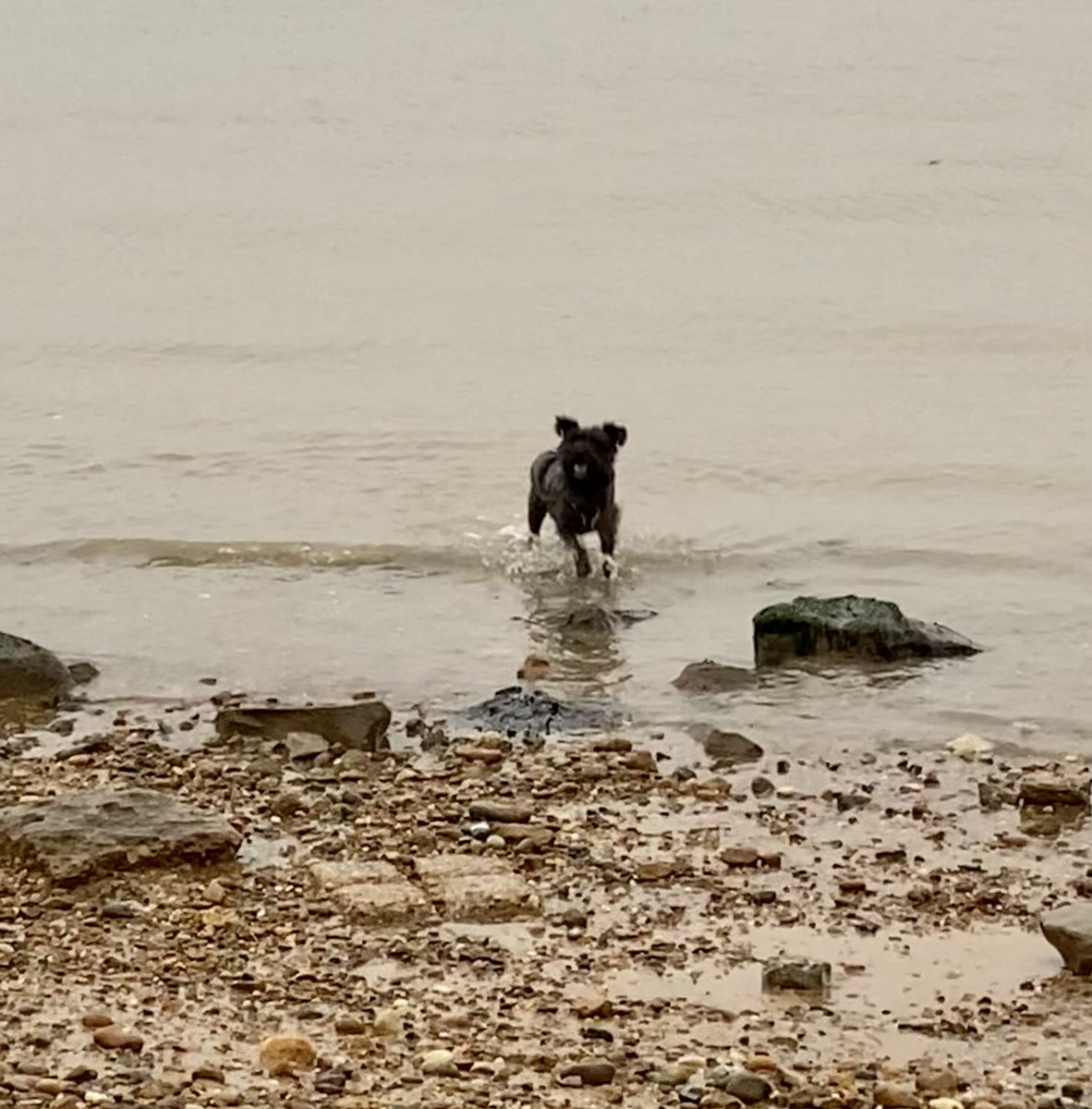 Seashellsfelix's tweet image. Missing da Hoodad on our walkies this morning. 
Very peaceful down at the #viewingpoint and #landguardcommon though (even when we’d arrived 🤣🐕‍🦺) 
#SchnauzerGang #missbarkalot