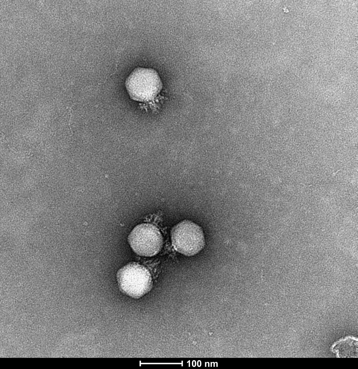 Andrey Shkoporov (@ashkoporov) on Twitter photo We are looking for a Research Assistant, with experience in microbiology, cloning and protein purification, to join a <a href="/wellcometrust/">Wellcome</a> funded project focusing on #crAssphage - the most abundant virus of the human gut. <a href="/Pharmabiotic/">APC Microbiome Ireland</a> <a href="/UCC/">UCC Ireland</a> Apply at: ore.ucc.ie Ref: ASW 01 We are looking for a Research Assistant, with experience in microbiology, cloning and protein purification, to join a <a href="/wellcometrust/">Wellcome</a> funded project focusing on #crAssphage - the most abundant virus of the human gut. <a href="/Pharmabiotic/">APC Microbiome Ireland</a> <a href="/UCC/">UCC Ireland</a> Apply at: ore.ucc.ie Ref: ASW 01