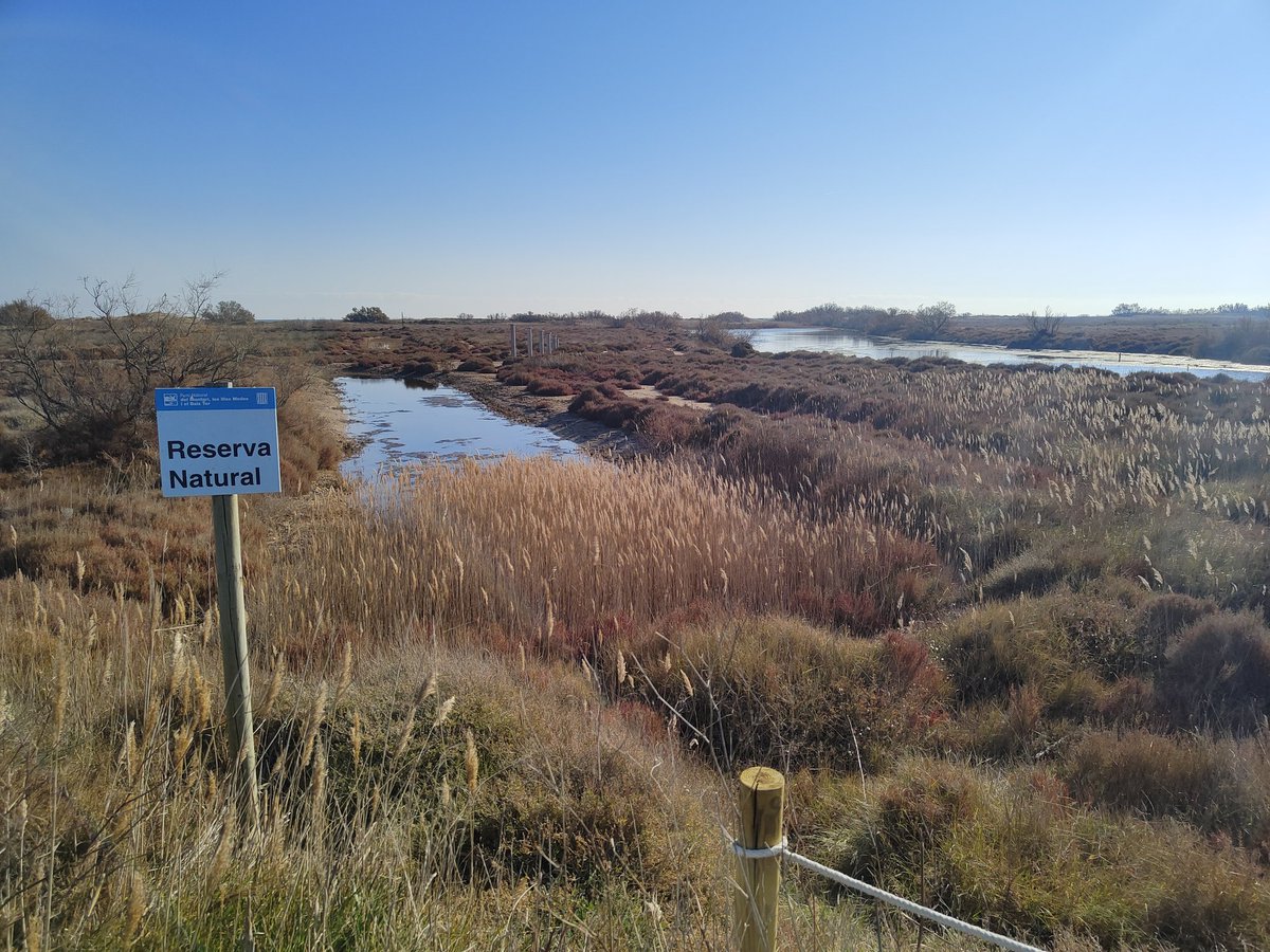 OscarAnscari's tweet photo. La Pletera (Estartit) el que havia d'haver estat un projecte urbanístic (hi havia un passeig) és avui una reserva natural protegida. Un espai desurbanitzat i on s'han restaurat llacunes i maresmes. @DiputacioGirona #projectelife @mediambientcat @parcscat @VisitEstartit https://t.co/p2uXoDVhSE