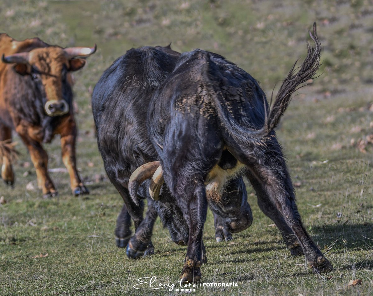 El Rey Toro tweet media