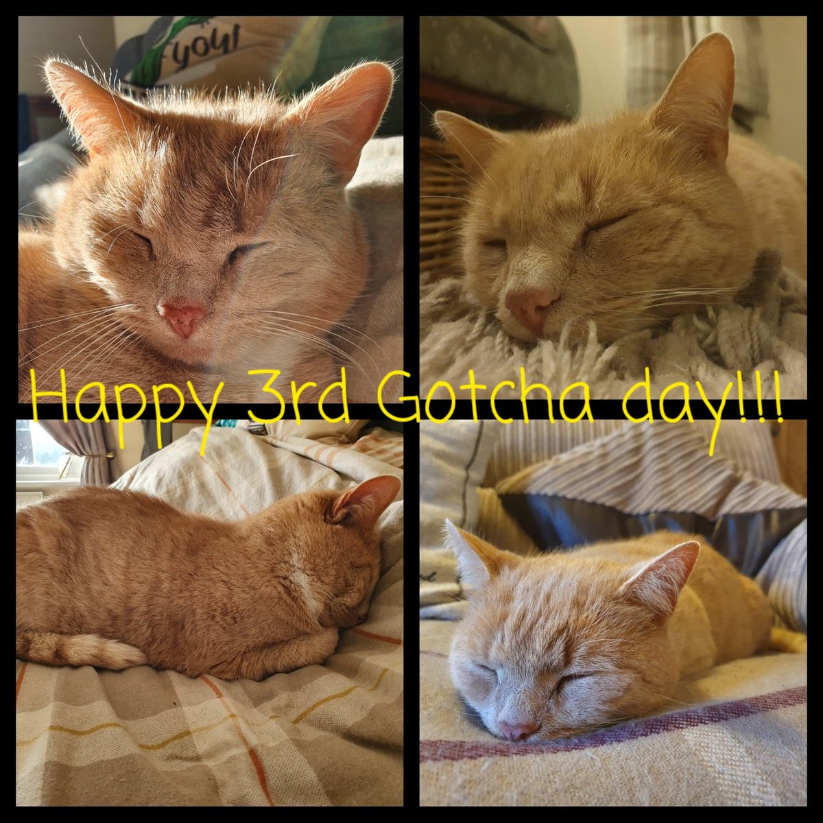 MogmansWardrobe's tweet photo. Lady Human tells me that 3 years ago Mr Bimble invited a random Stray in from the garden &amp; they woke up to find him asleep on their bed! After trying to find if he had an owner with no success, he came to be a resident of Moggy Manor! 
Happy Gotcha day to my big brother Henry! https://t.co/o9s84VtYdk