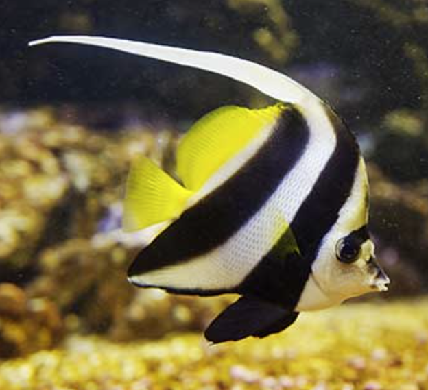 TFHmagazine's tweet photo. Many popular #marinefish species can be successfully kept together in a single-species tank. Here are some of the wisest (and prettiest) options.
#TropicalFishHobbyist #saltwateraquarium #bannerfish
https://t.co/u3B1zbqhqA https://t.co/9oYsaoDZUk