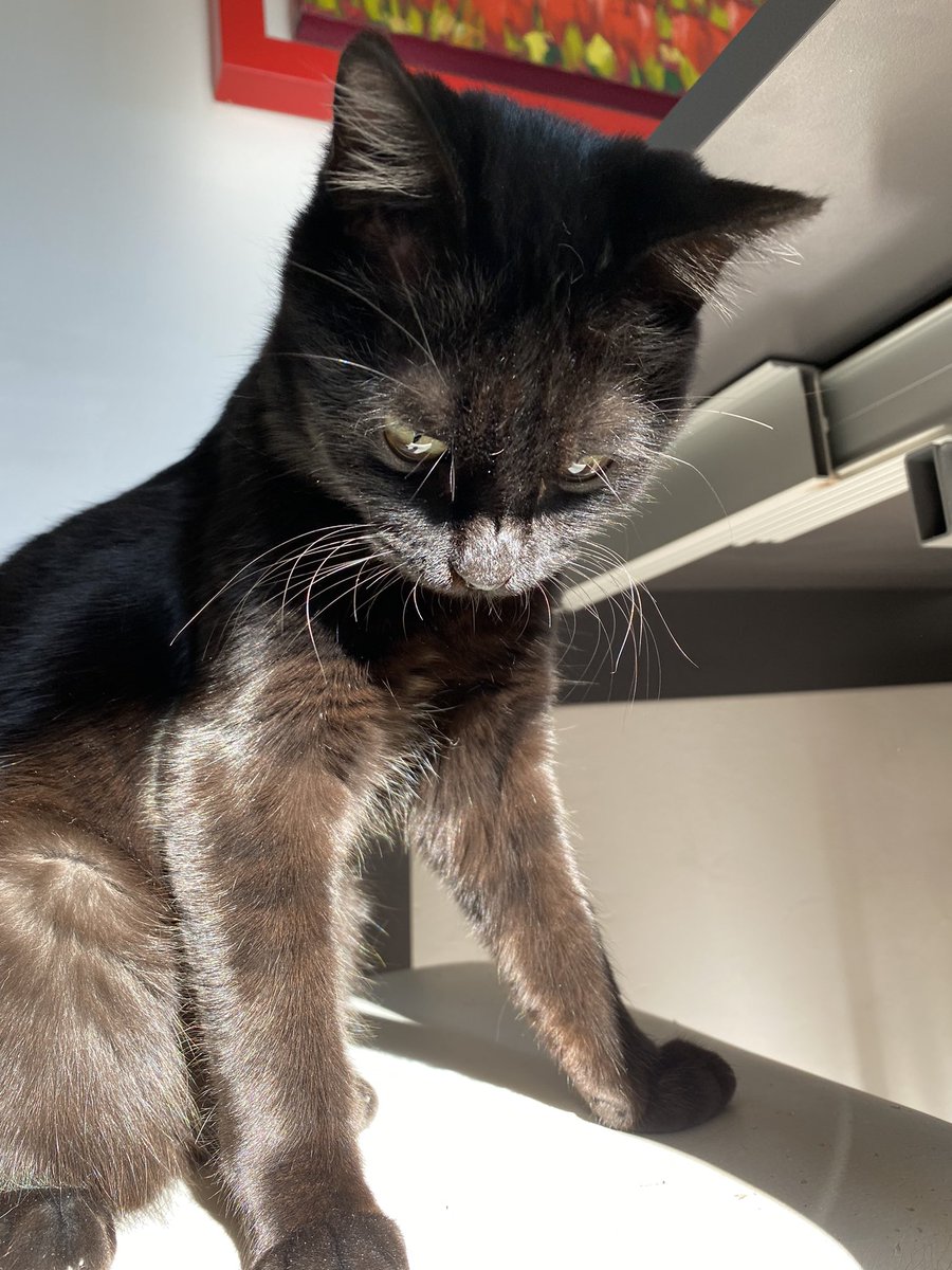 Marizzzbin's tweet photo. 🐈‍⬛guardate quanto sono bellu https://t.co/aImEMDTH3h