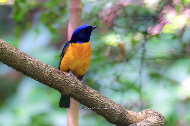 MuhammadAyazM14's tweet photo. Rufous-bellied Niltava
Margalla Hills National Park,
Islamabad. PAKISTAN.

@OrnithoPakistan @orientbirdclub #BirdsPhotography #birds #NaturePhotography #nature #BirdsOfPakistan #BirdsOfIslamabad #BirdsOfMargallaHills #wildlifephotography https://t.co/s6t66nqqB1