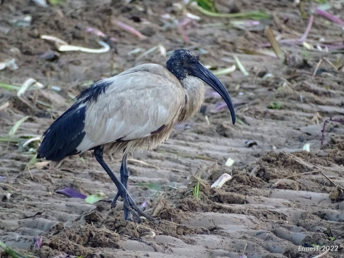 Can you believe that the African Sacred Ibis live in Zero Branco, near Treviso?
localguidesconnect.com/t5/General-Dis…