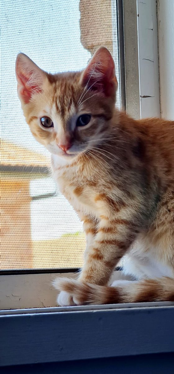 Brihadaranyaka4's tweet photo. Mowee  &amp; Tom (in Sydney with Ash) and Simba (in Wagga with @rosoogullaa) are doing well and settled in nicely! Willow and Bella (Mum and sis are with us in Brisbane). #kittenupdates Grateful to their new parents for sending me these updates. 💓 https://t.co/I4cBoN9ZL3
