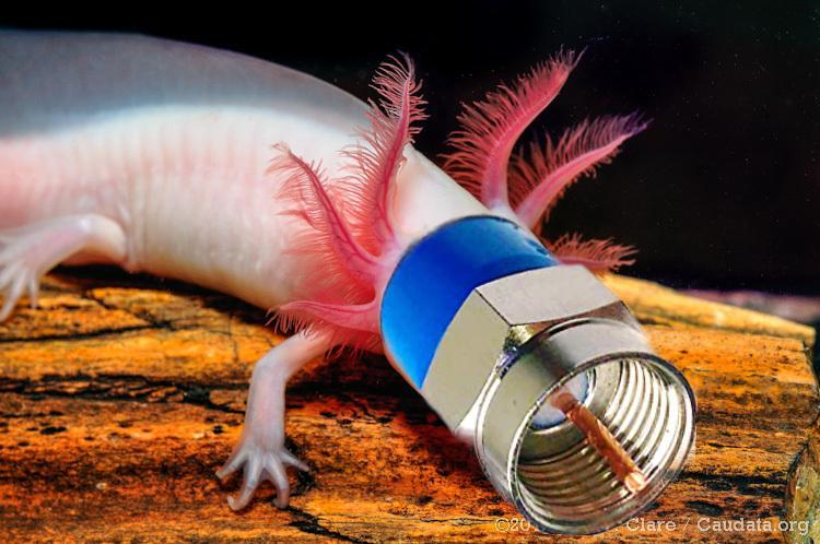 grndmstrfesxh's tweet photo. Coaxiolotl https://t.co/vsBnMKGZyd