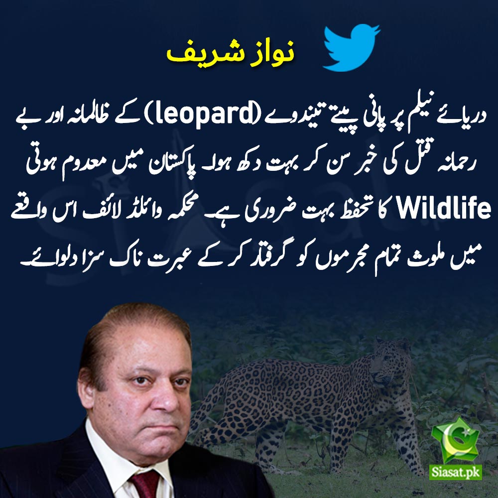 samiabrahim's tweet photo. واہ میاں جی۔۔تیندوے کی ھلاکت پر انا دکھ ۔۔کیا ماڈل ٹاؤن کی حاملہ خاتون ۔۔بچیاں  اور بزرگ اس تیندوے سب بھی بے قدر تھے کہ انکو دن دھاڑے اتنی بے دردی سے قتل کروا دیا۔۔۔ھے کوی غیرت مند ن لیگ میں جو اپنی قیادت کو آئینہ دکھا سکے۔۔ https://t.co/ZlMJmqFBSp