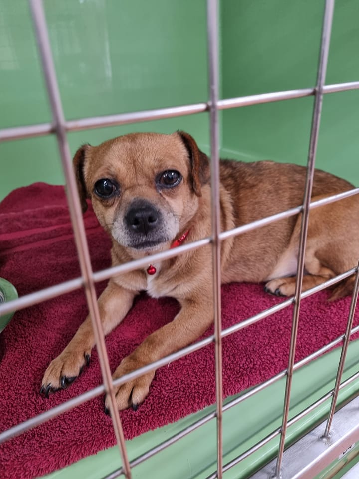 Please retweet to HELP FIND THE OWNERS OF THIS FEMALE PUG TYPE DOG FOUND #LLANELLI #CARMARTHENSHIRE #WALES 🏴󠁧󠁢󠁷󠁬󠁳󠁿
FOUND 22 JAN - she could be missing from another region. 
Now with the local vet.👇
Contact : facebook.com/Alpha-Veterina…
#dogs #Pug #animals #pets #England #UK #Monday