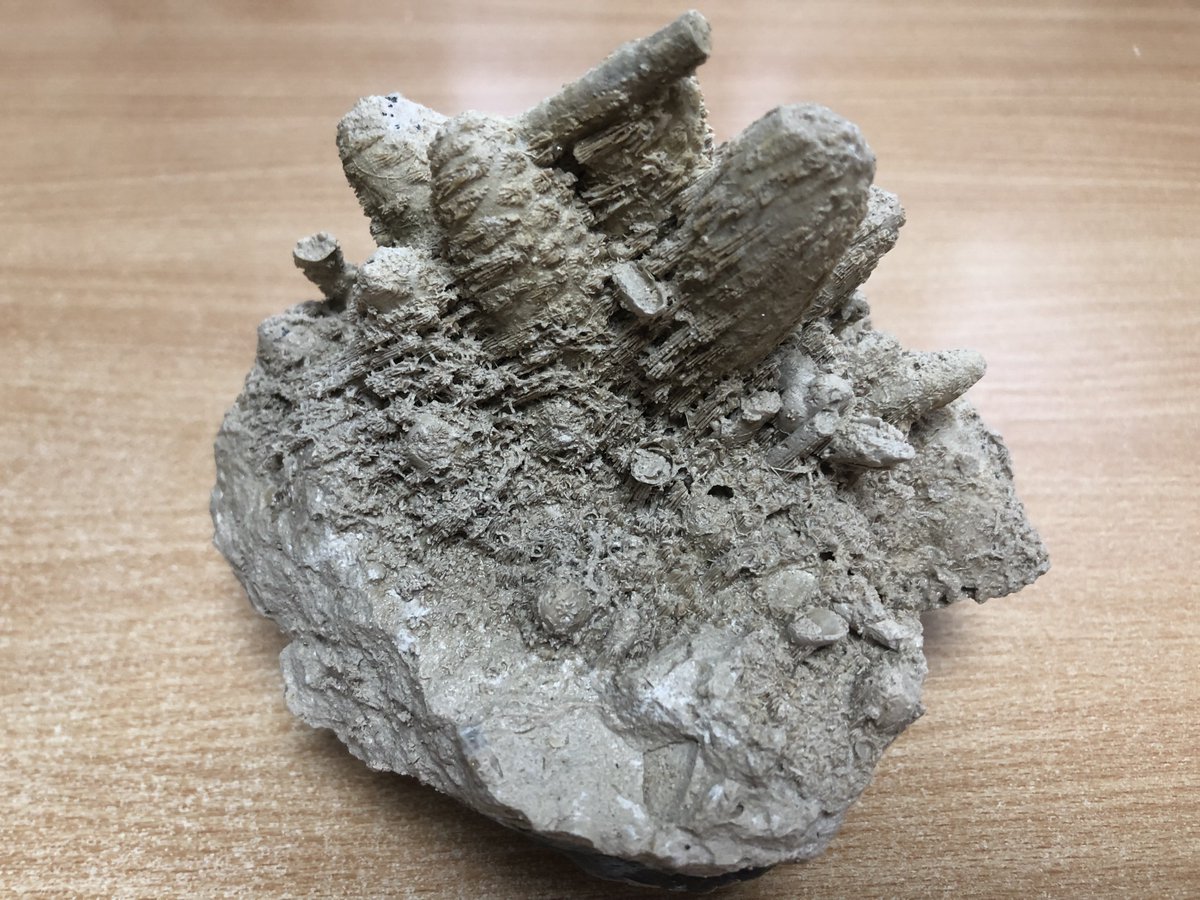 Titanites's tweet photo. Here is a new one from me. I'm fairly sure that these are corals, the first time that I've ever seen them preserved in the Portland Limestone. Any alternative suggestions would be gratefully received. https://t.co/5nwmIZbUcL