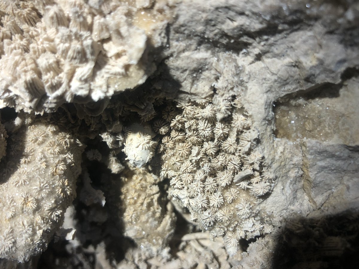 Here is a new one from me. I'm fairly sure that these are corals, the first time that I've ever seen them preserved in the Portland Limestone. Any alternative suggestions would be gratefully received.