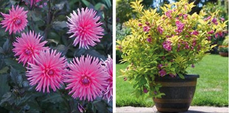 Top new varieties for 2022 from <a href="/ThompsonMorgan/">Thompson & Morgan</a> tgcmc.newsweaver.co.uk/gtnxtra/z77zy5…