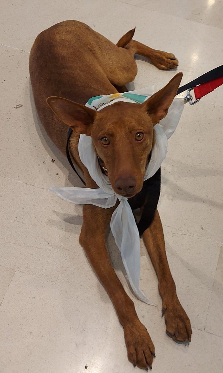 up_olga_saucedo's tweet photo. #Jeiko EN ADOPCIÓN 
está en Sevilla pero en adopción puede viajar a donde sea: adopcioneselamparodelsur@gmail.com 
Nos ayudas a difundir?? 🙏🏻🤞🏻
@DANIROVIRA @lavecinarubia @AnabelAlonso_of https://t.co/67ICb3zEaW