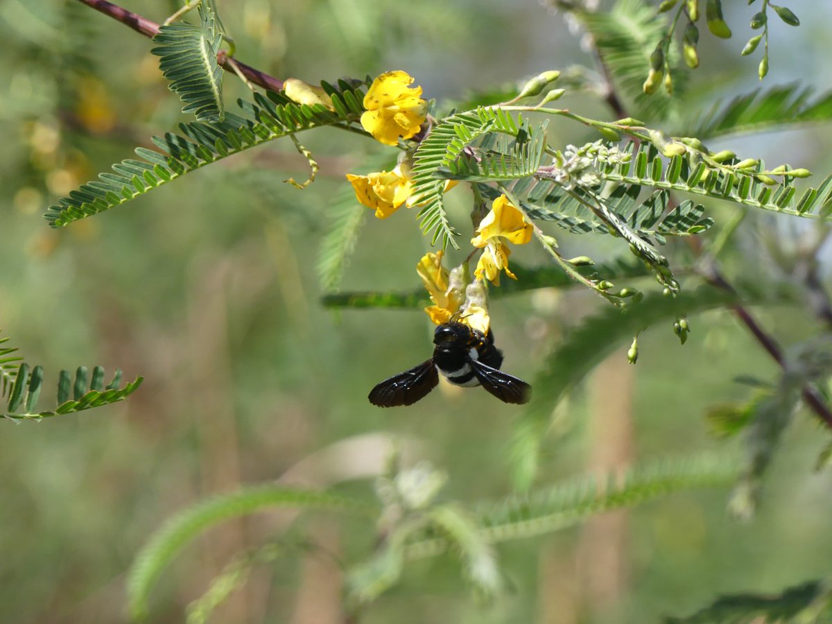 ChemolexLtd's tweet photo. The world as we know it would not exist without bees! Yes, these little insects! Everything living thing plays a role in supporting life on earth.Lets protect our biodiversity by conserving nature.#greencleanplanet #clesnrivers #cleanoceans #mazingirabora https://t.co/wOuDjtQvfb