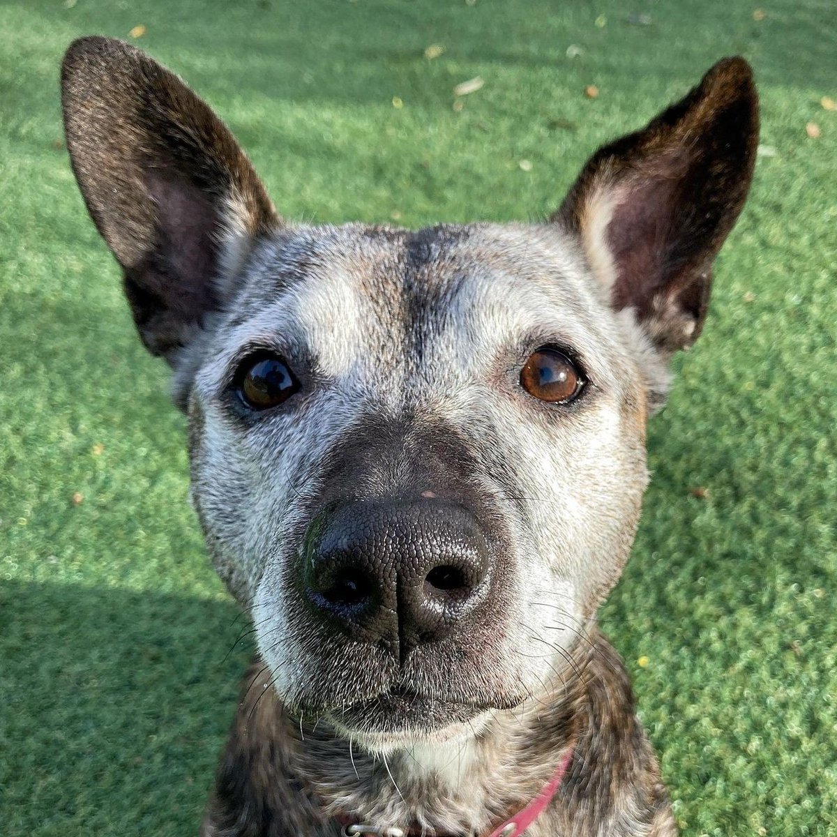 My name is Peppa and I am currently living at Cheshire Dogs Home 🐾 Sadly I haven't had a single suitable application for adoption. I am 12 years old but despite my age I am a very lively girl! 
Please retweet to find me a forever home 🏠
dogshome.net/cdh-peppa/