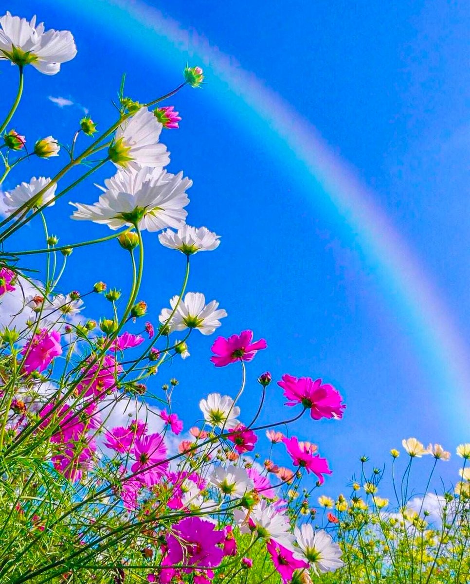 Mm Blue With Flowers Twitter