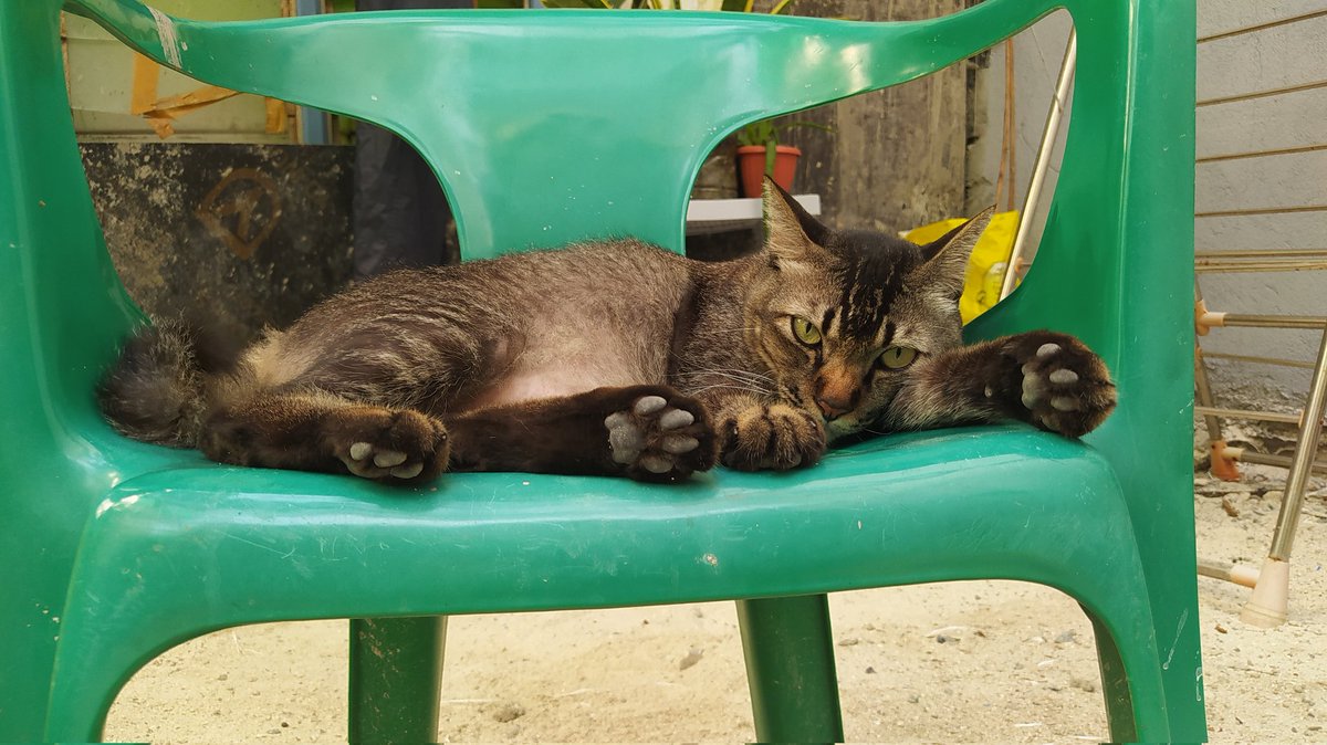 thundho's tweet photo. Zoro has merged with our hearts and the hearts of everyone he loved and hate. He was found in my moms old room just lying like asleep. Thank you for the well wishes. Death comes to all. I'll see him soon when it's my time. #zoronokokkoro #signedout #forlasttime https://t.co/nd7hwXpVBQ