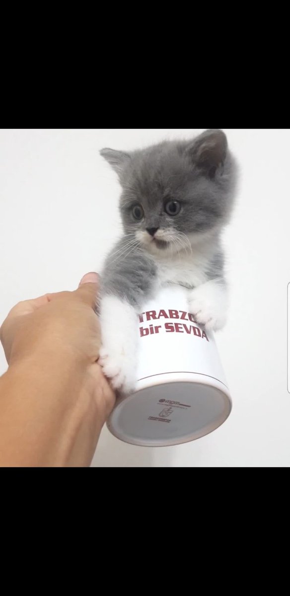 yener yüksek (@kafkasyener) on Twitter photo 