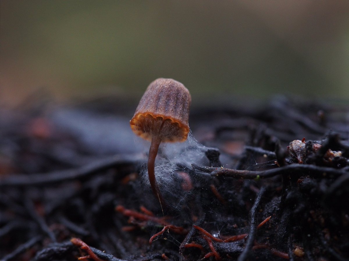 myconeer's tweet photo. Mycena mamaku 

#mushrooms #fungi #mycology #nature #newzealand https://t.co/M3TJeVmcGp