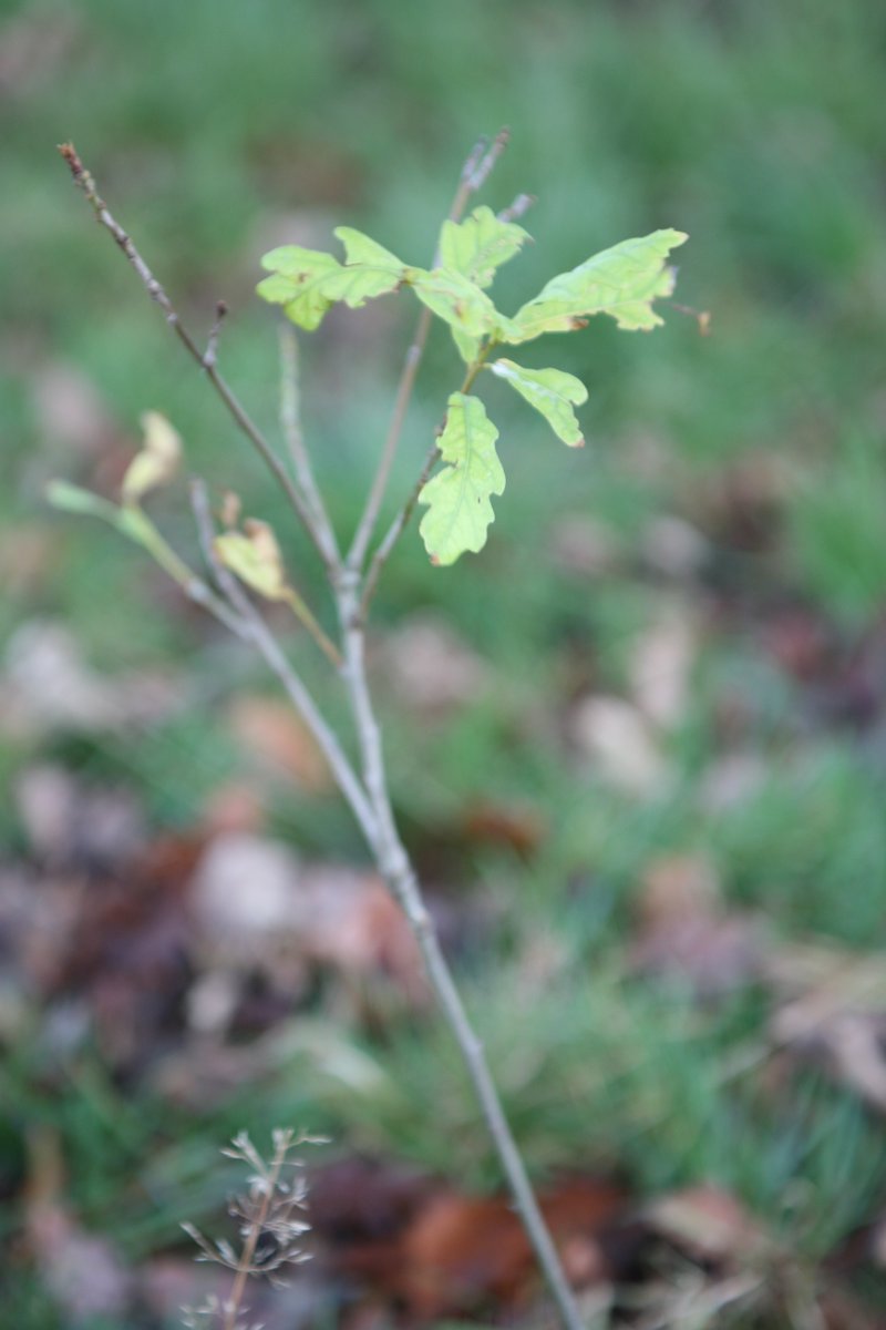 CalderCountry's tweet photo. Treesponsibility have a series of tree planting dates coming up on a site between Hebden Bridge and Todmorden. Sessions will take place (weather permitting) on Sundays 6th, 13th, 20th &amp; 27th Feb and March 6th. E-mail treesponsibility@gmail.com if you'd like to know more. https://t.co/qWJcQ5iYxo
