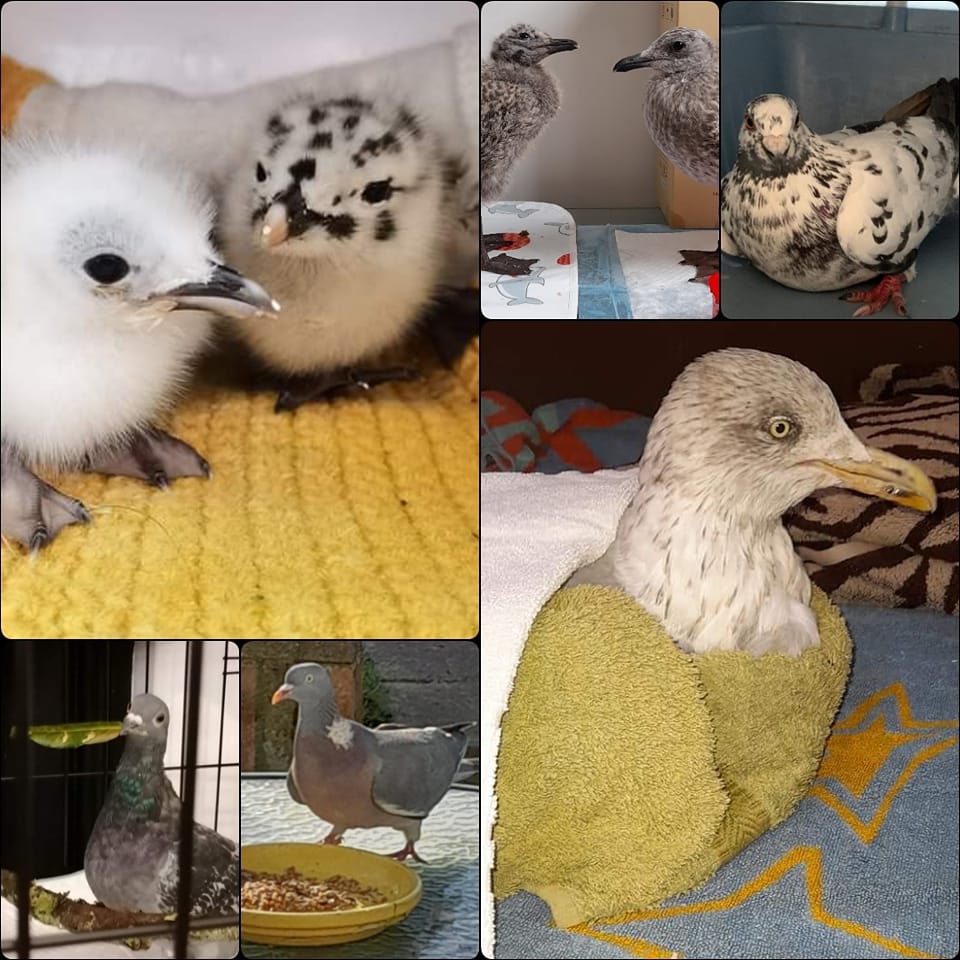 facebook.com/groups/3855235… VOLUNTEERS NEEDED.