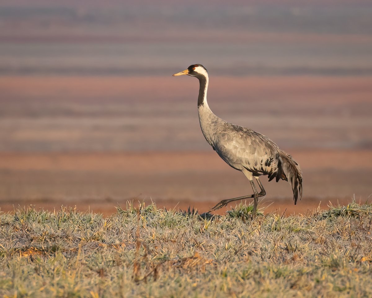 EbroDelta's tweet photo. BEST BIRD WATCHING HOLIDAYS | 3 center winter birding tour in Spain https://t.co/uTraj5x9g2 via @YouTube https://t.co/0uyDMQJApO