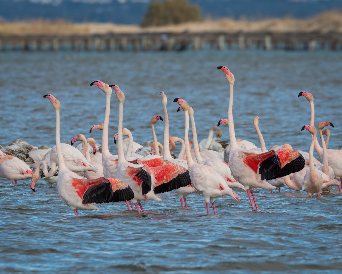 EbroDelta's tweet photo. BEST BIRD WATCHING HOLIDAYS | 3 center winter birding tour in Spain https://t.co/uTraj5x9g2 via @YouTube https://t.co/0uyDMQJApO