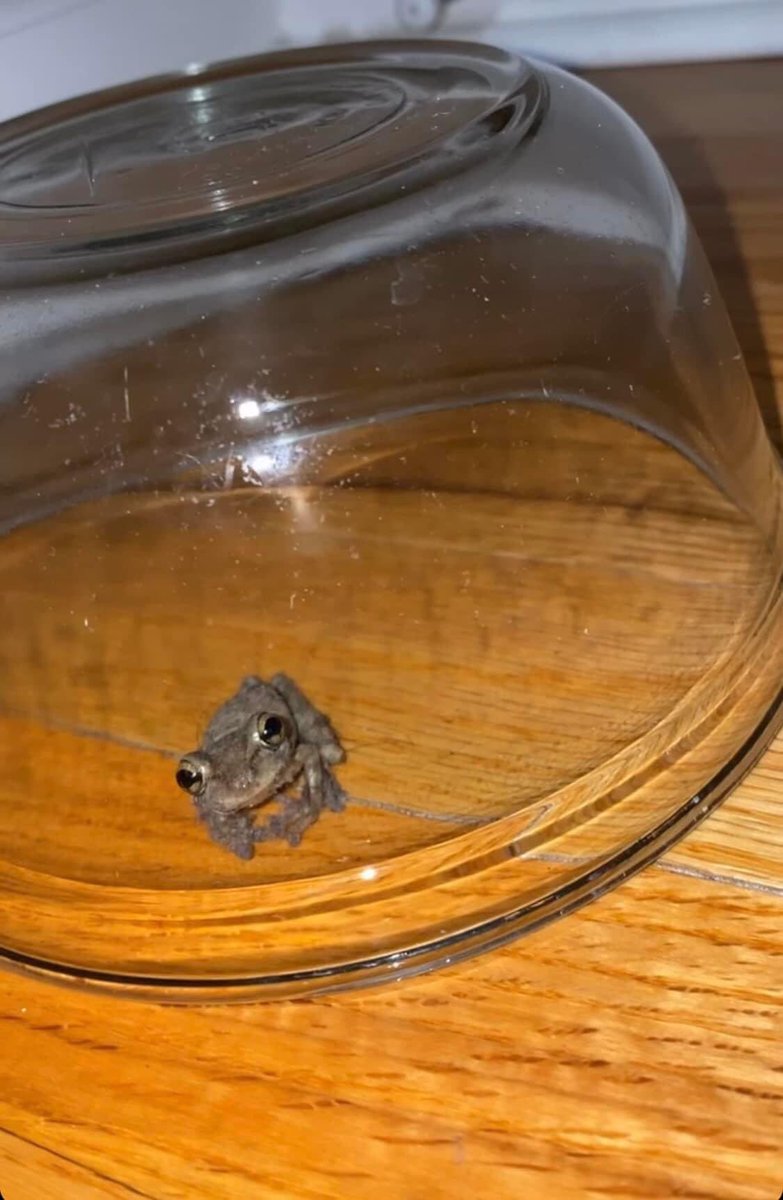 JediCaveman's tweet photo. I heard a noise in the middle of the night. I turned my light on to find there was a frog in my room. 

Any name suggestions?

I’m leaning towards Snoop Frog. https://t.co/hWpkcfVcjt