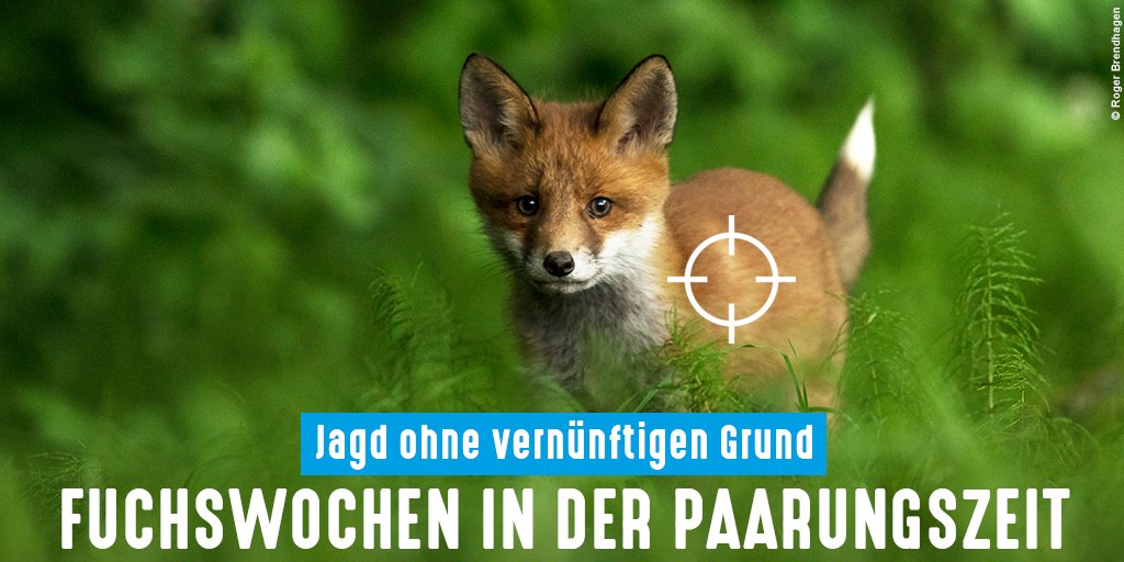 tierschutz_bund's tweet image. Grausame #Fuchsjagd in der Hochphase der Paarungs- und Tragezeit: Während der #Fuchswochen nehmen #Jäger billigend in Kauf, dass durch den Abschuss von Elterntieren verwaiste #Fuchs-Welpen verhungern.

Wir fordern eine Reform der #Jagd-Gesetzgebung ▶️▶️▶️ tierschutzbund.de/news-storage/a…