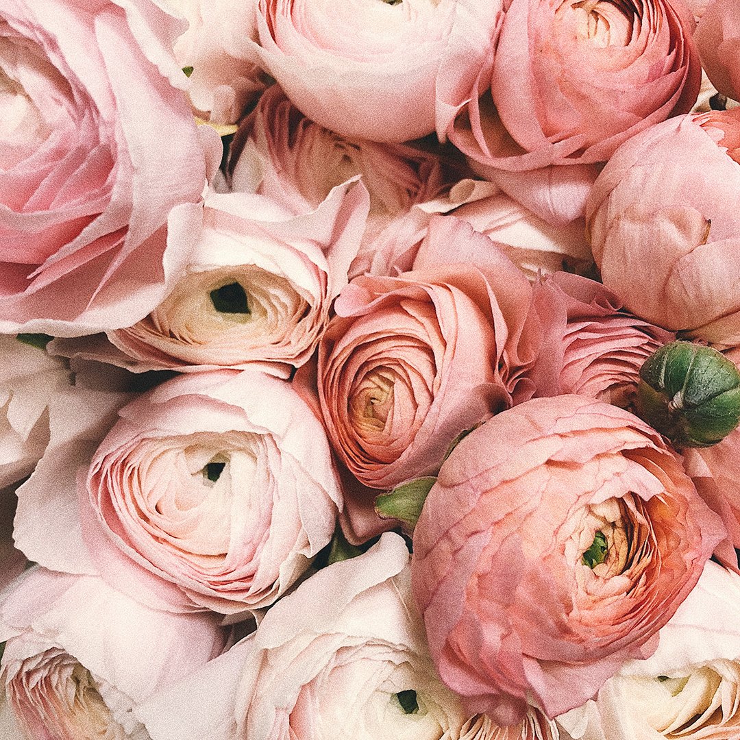 OrchardMoon's tweet photo. Loving the textures of these precious pink ranunculus
#ranunculus #bouquet #earlyspring #pinkflowers #inspiring #inspirationinnature #beautifulflowers #weddingbouquet https://t.co/ibxjvJhvQM