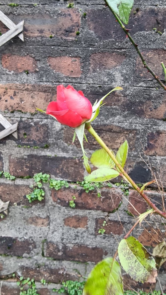 Must be on for the warmest January on record. Not sure roses are supposed to be out this far north just yet.