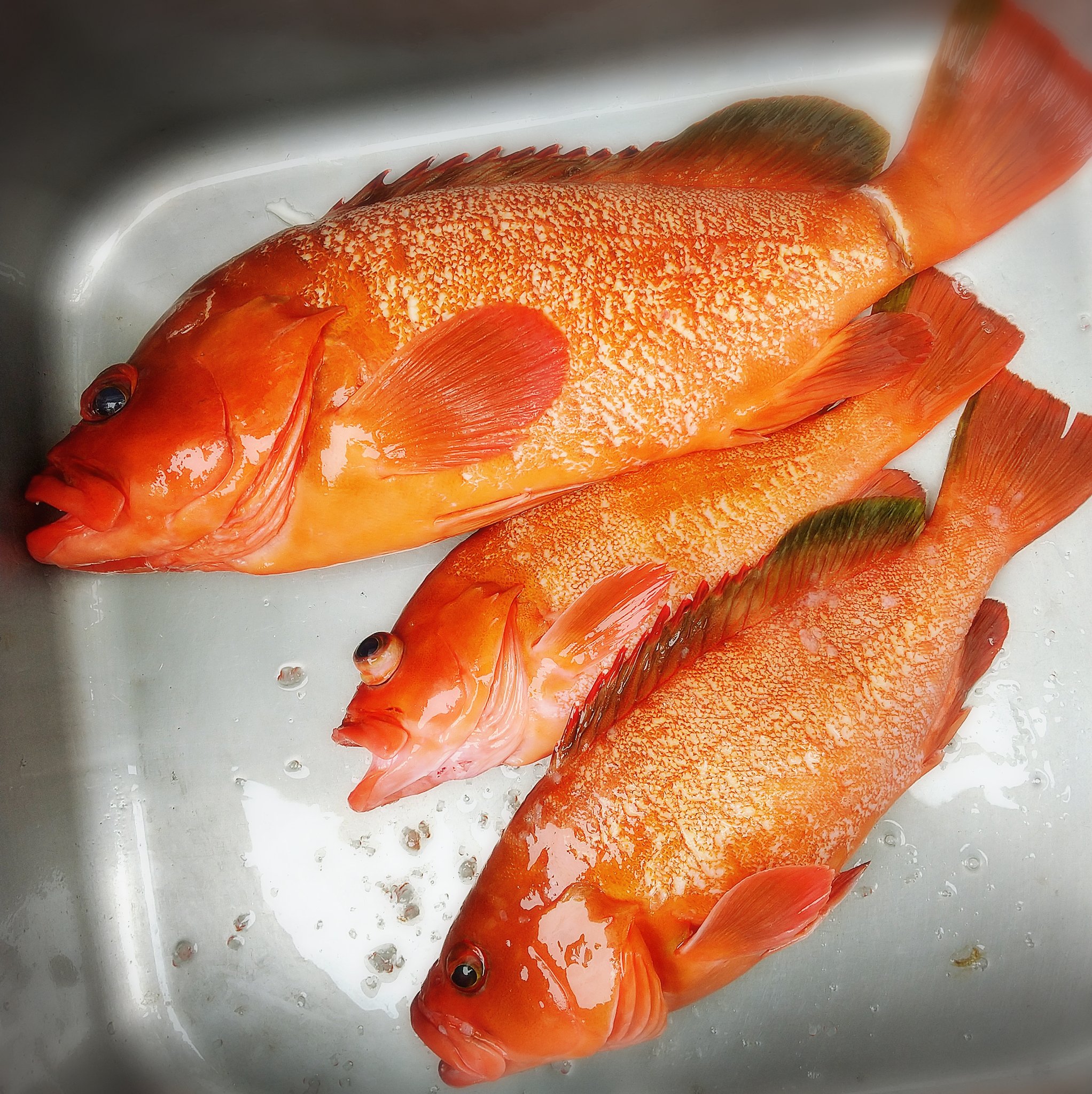 鱗は取った後だが Twitter Search Twitter