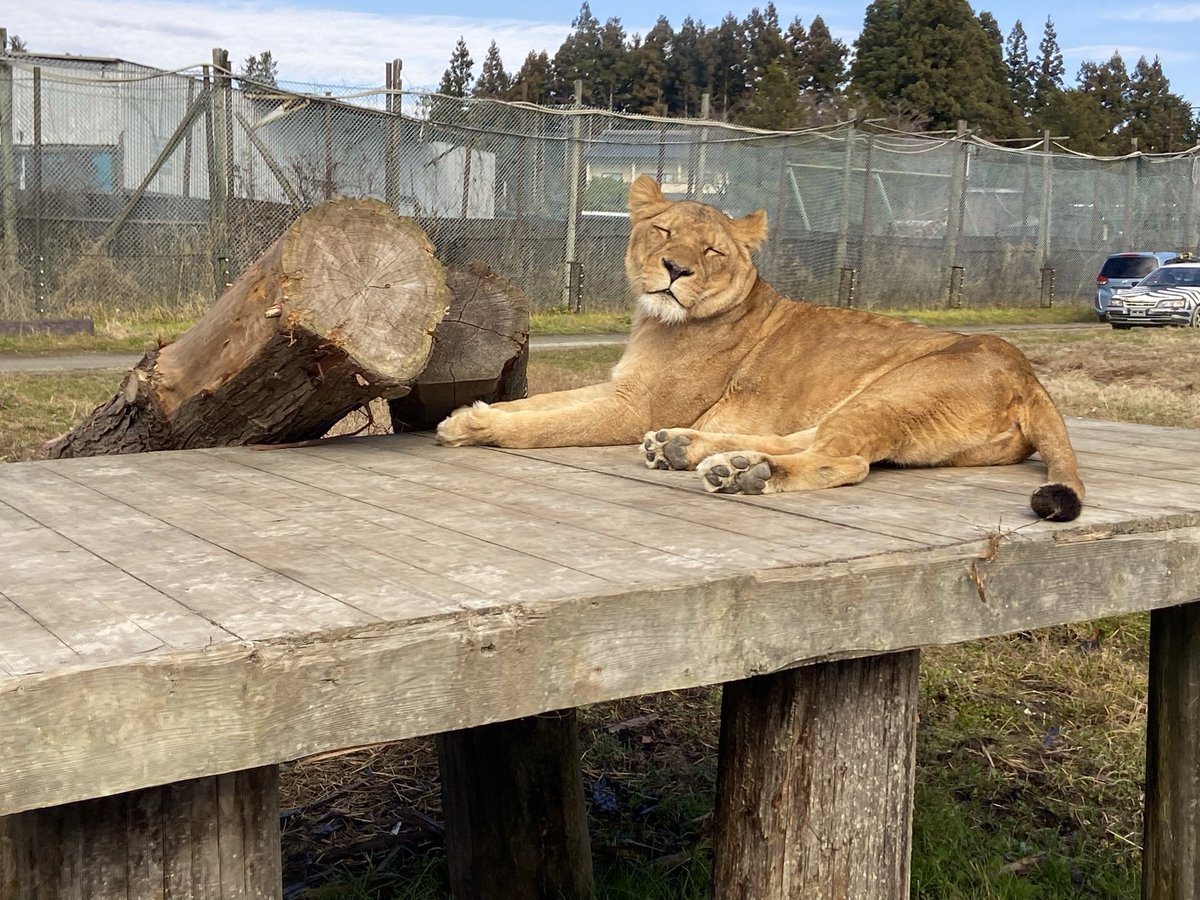 サファリパークいぇい！✨