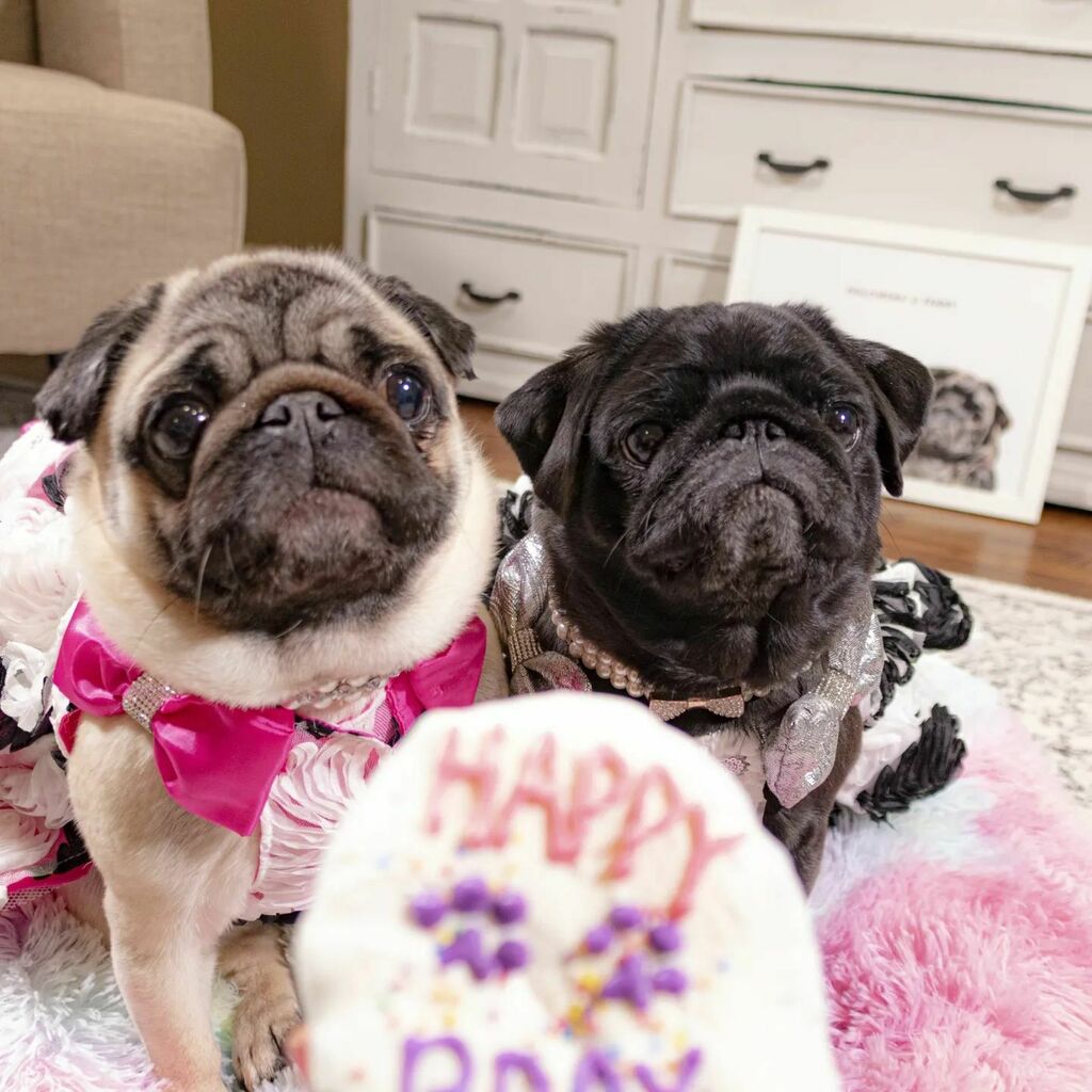 Philomenathepug's tweet photo. Today is my BIRTHDAY!!!! CAN YOU BELIEVE IT? I'm 6 years old today! You can see how crazy a pug birthday celebration can get. 

My favorite is the one where I'm trying to eat the whole cake in one bite.

The best part about birthdays is cake. And I get t… https://t.co/LwfABySj8t https://t.co/WLt3miXl7N