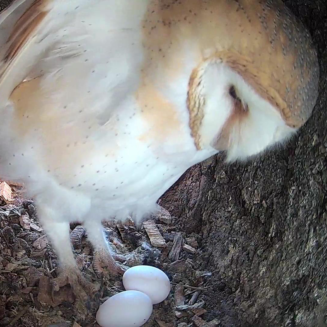 Great news - Willow the barn owl laid her 2nd egg over the weekend 🥚😁🥚
This could mean that a third could be laid today! Keep an eye on my live stream to see if you can catch the moment she lays again: 👉 youtube.com/watch?v=6aF9zs…