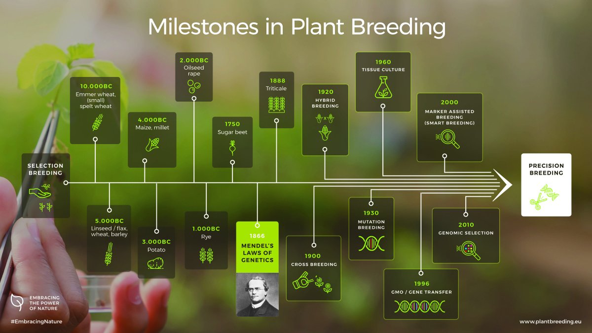 Human beings have been improving crops for more than 10,000 years. 
Learn more about the milestones in #plantbreeding here: euroseeds.eu/subjects/plant…
#EmbracingNature