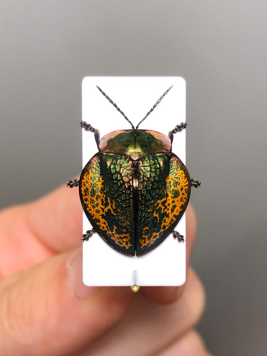 美しいブローチハムシ おそらくGoniochenia haroldi